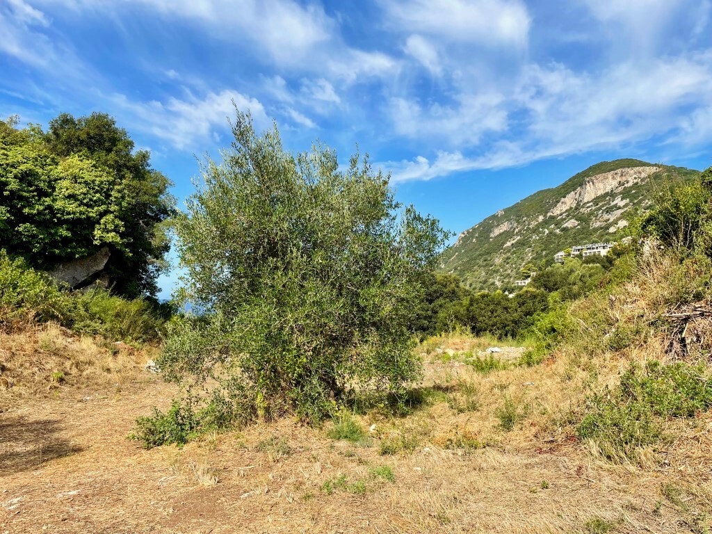 Land in Corfu, Corfu Prefecture, Greece – 64097