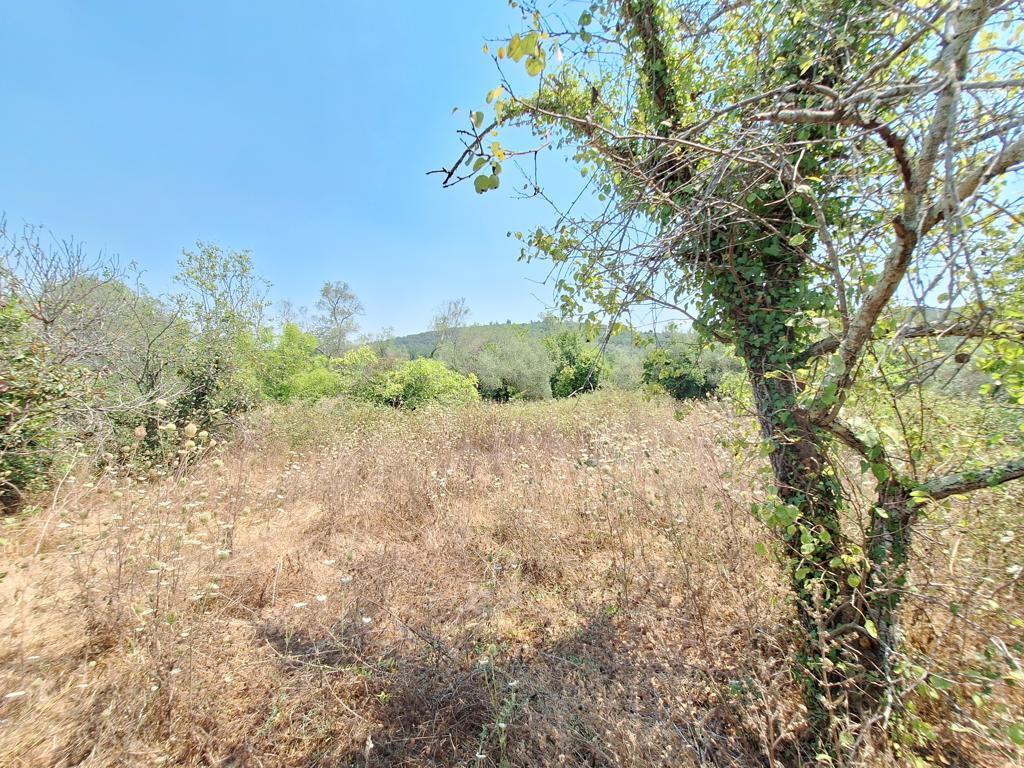 Land in Corfu, Corfu Prefecture, Greece – 63961