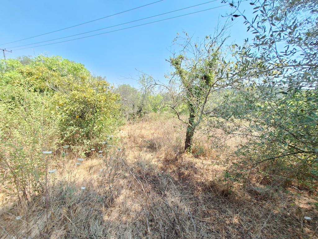 Land in Corfu, Corfu Prefecture, Greece – 63961