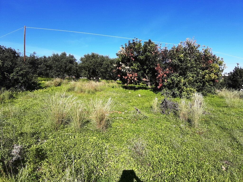 Land in Mallia, Heraklion Prefecture, Greece – 63904