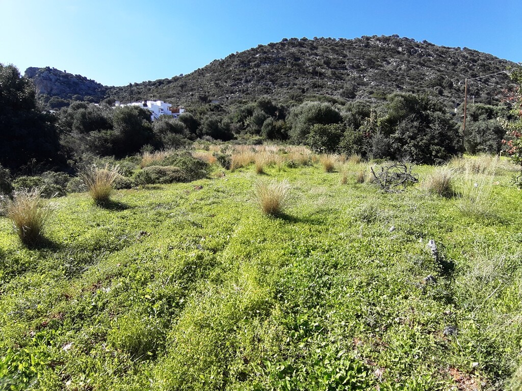 Land in Mallia, Heraklion Prefecture, Greece – 63904