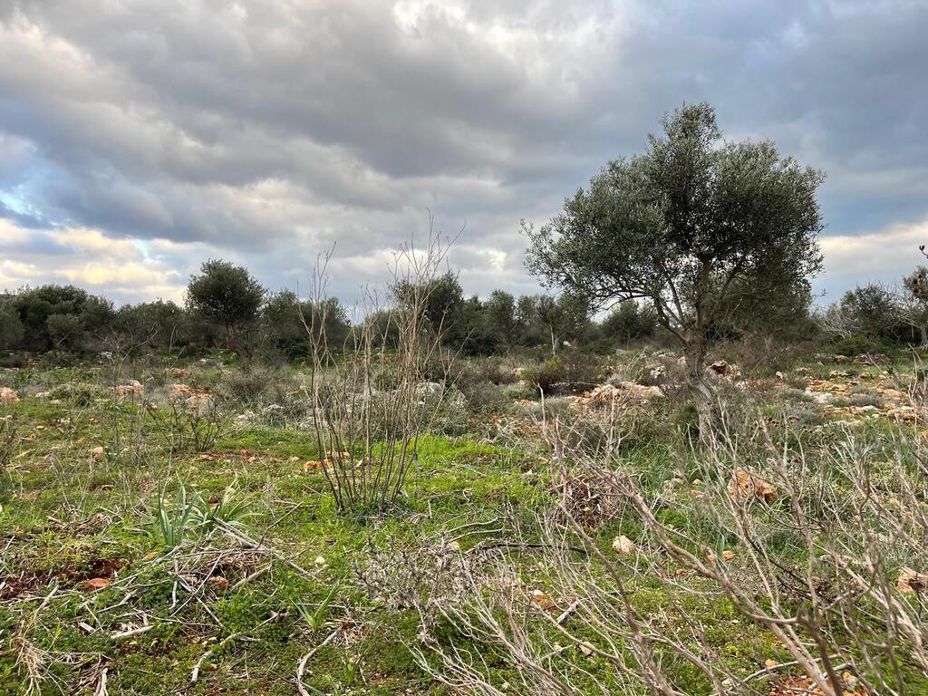 Land in Akrotiri, Chania Prefecture, Greece – 63900