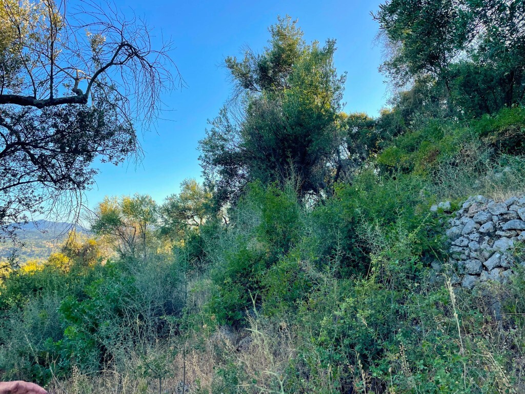 Land in Corfu, Corfu Prefecture, Greece – 63876