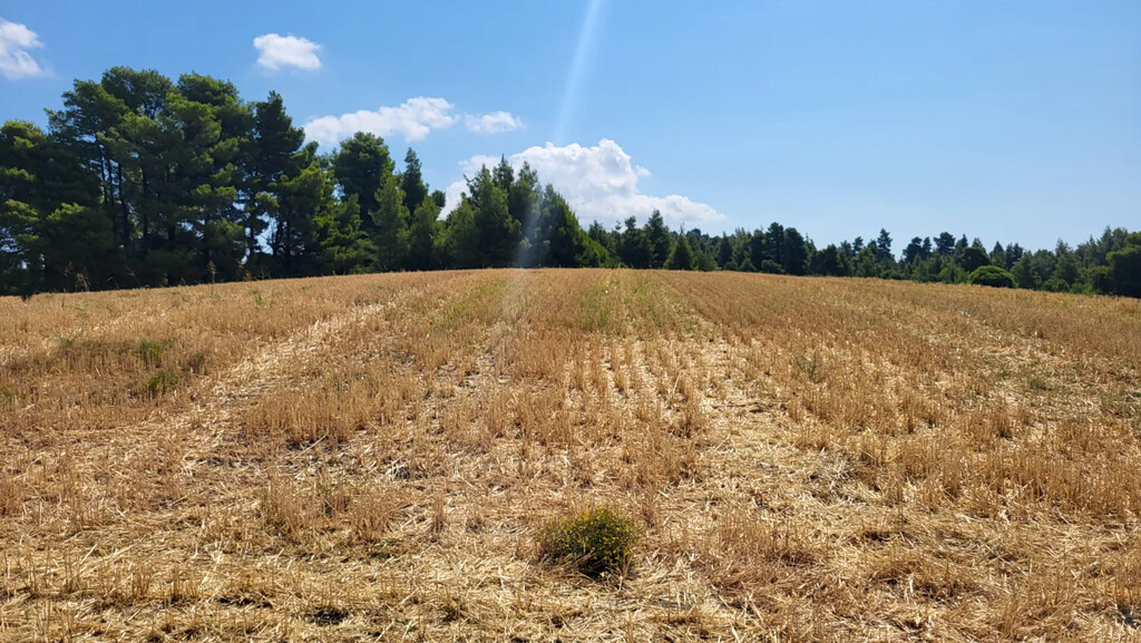 Land in Kassandra, Chalkidiki, Greece – 63849