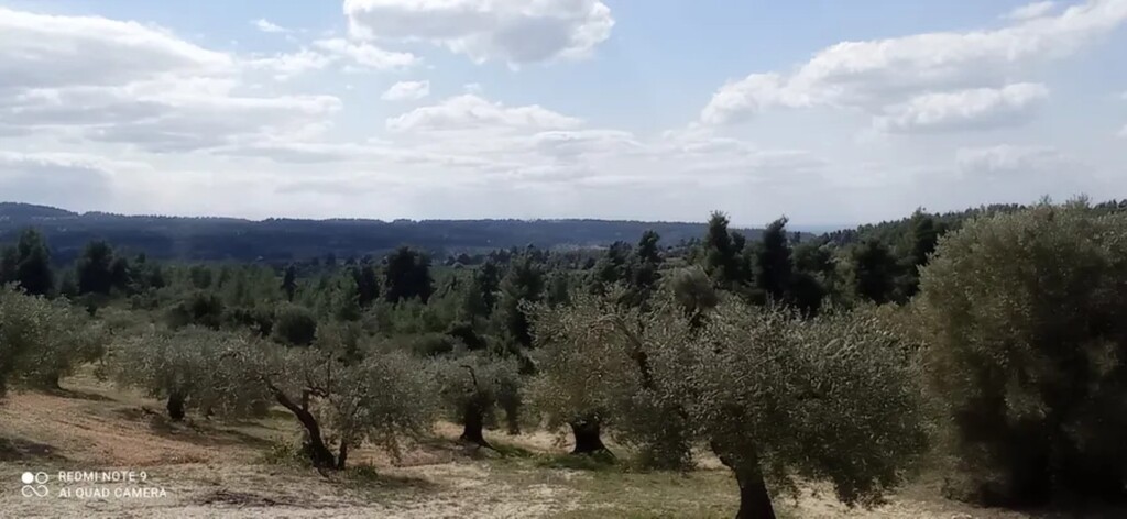 Land in Kassandra, Chalkidiki, Greece – 63779
