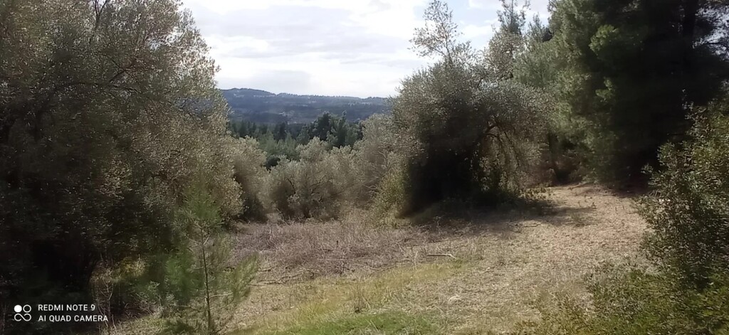 Land in Kassandra, Chalkidiki, Greece – 63779