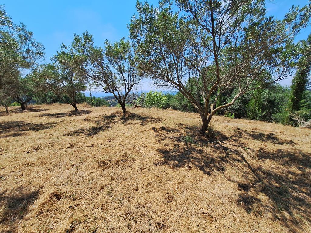 Land in Corfu, Corfu Prefecture, Greece – 63742