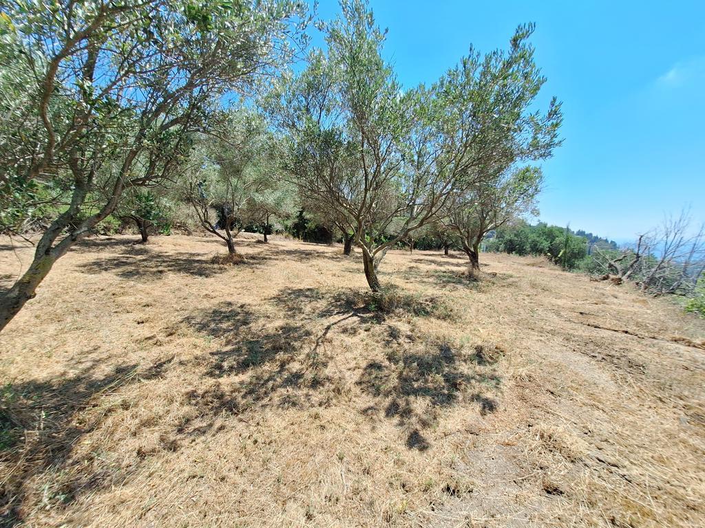 Land in Corfu, Corfu Prefecture, Greece – 63742