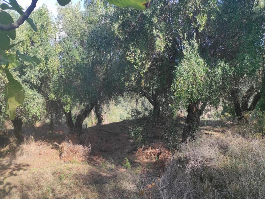 Land in Corfu, Corfu Prefecture, Greece – 63742