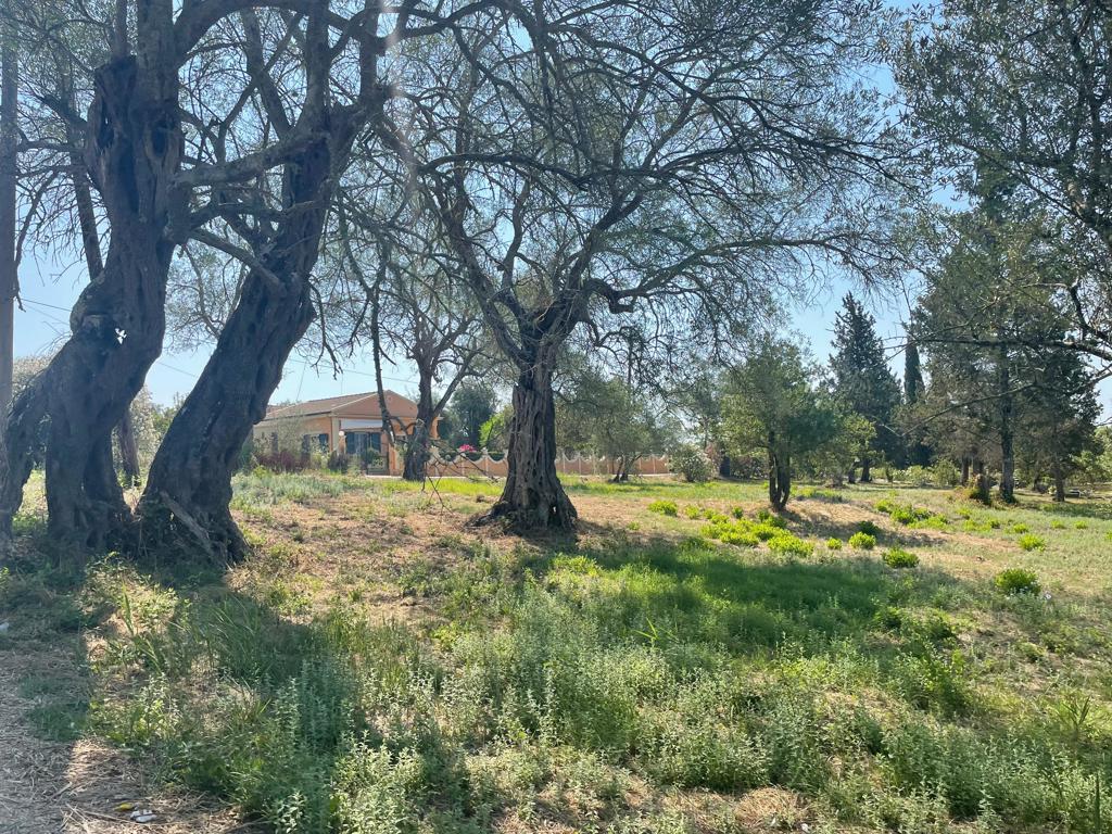 Land in Corfu, Corfu Prefecture, Greece – 63646