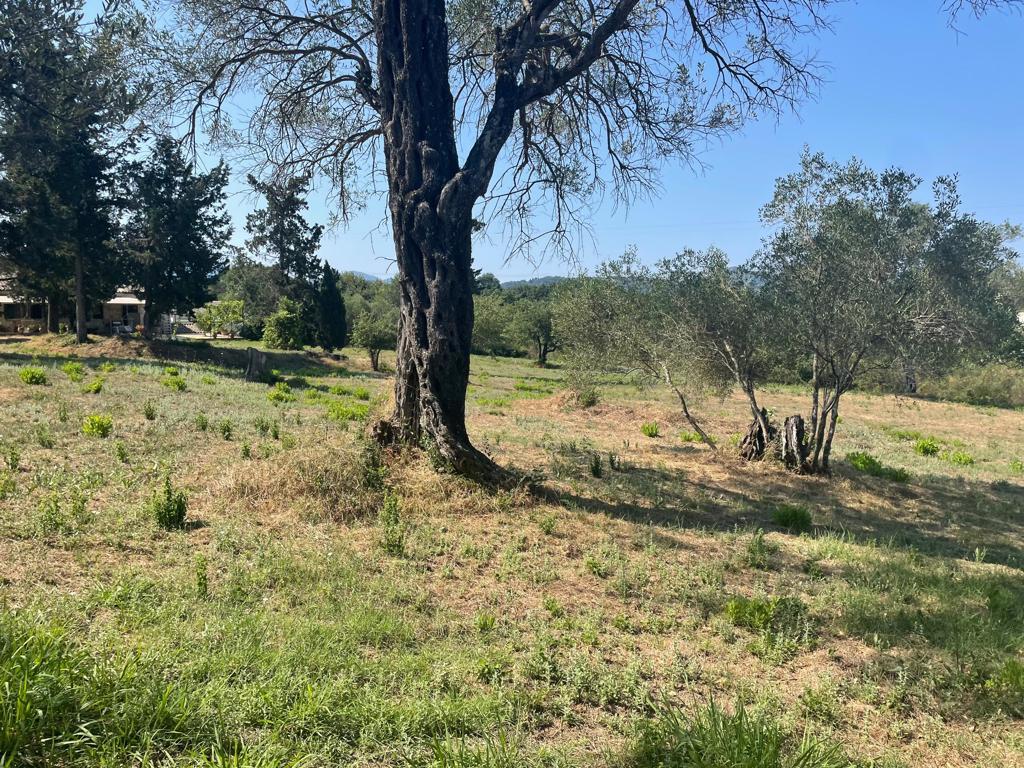 Land in Corfu, Corfu Prefecture, Greece – 63646