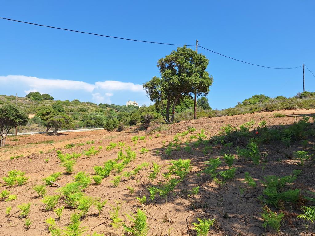Land in Corfu, Corfu Prefecture, Greece – 63500