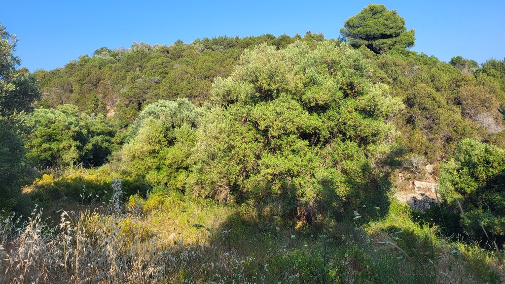 Land in Kassandra, Chalkidiki, Greece – 63471