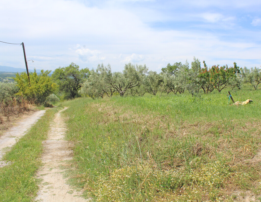 Land in Korinos, Pieria Prefecture, Greece – 63405
