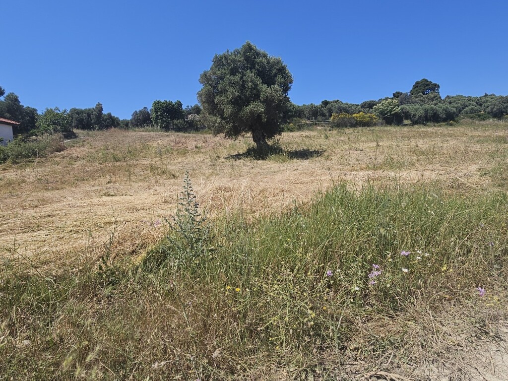 Land in Kassandra, Chalkidiki, Greece – 63386