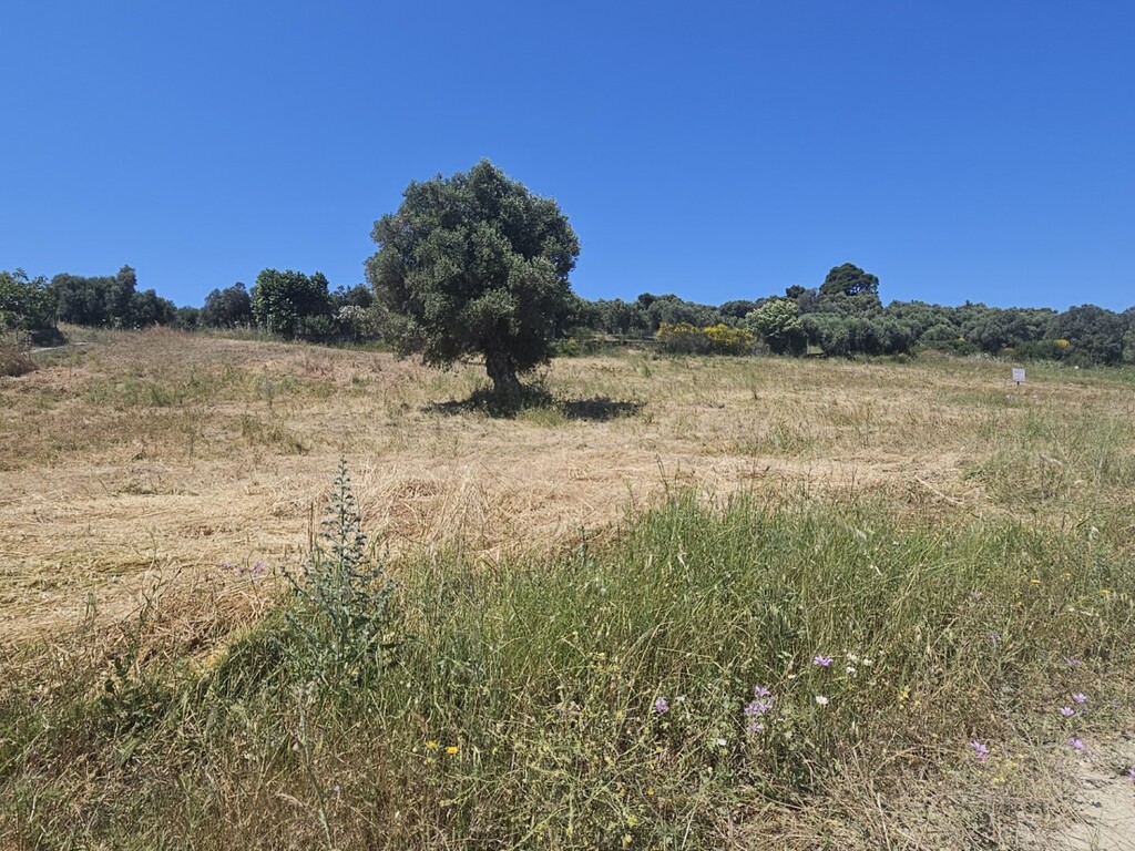 Land in Kassandra, Chalkidiki, Greece – 63386