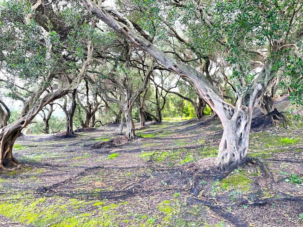 Land in Corfu, Corfu Prefecture, Greece – 63230