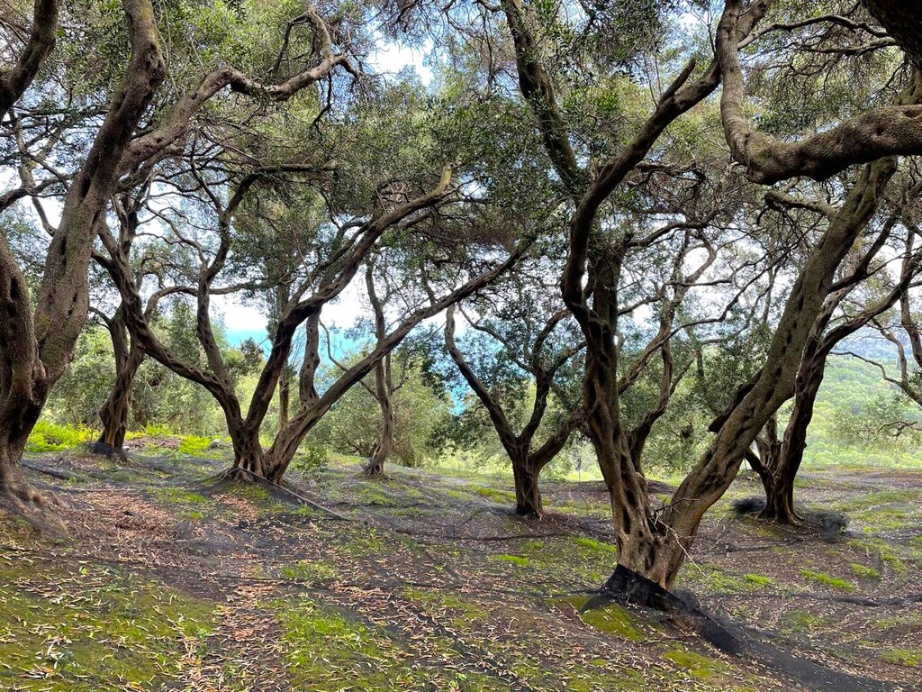 Land in Corfu, Corfu Prefecture, Greece – 63230