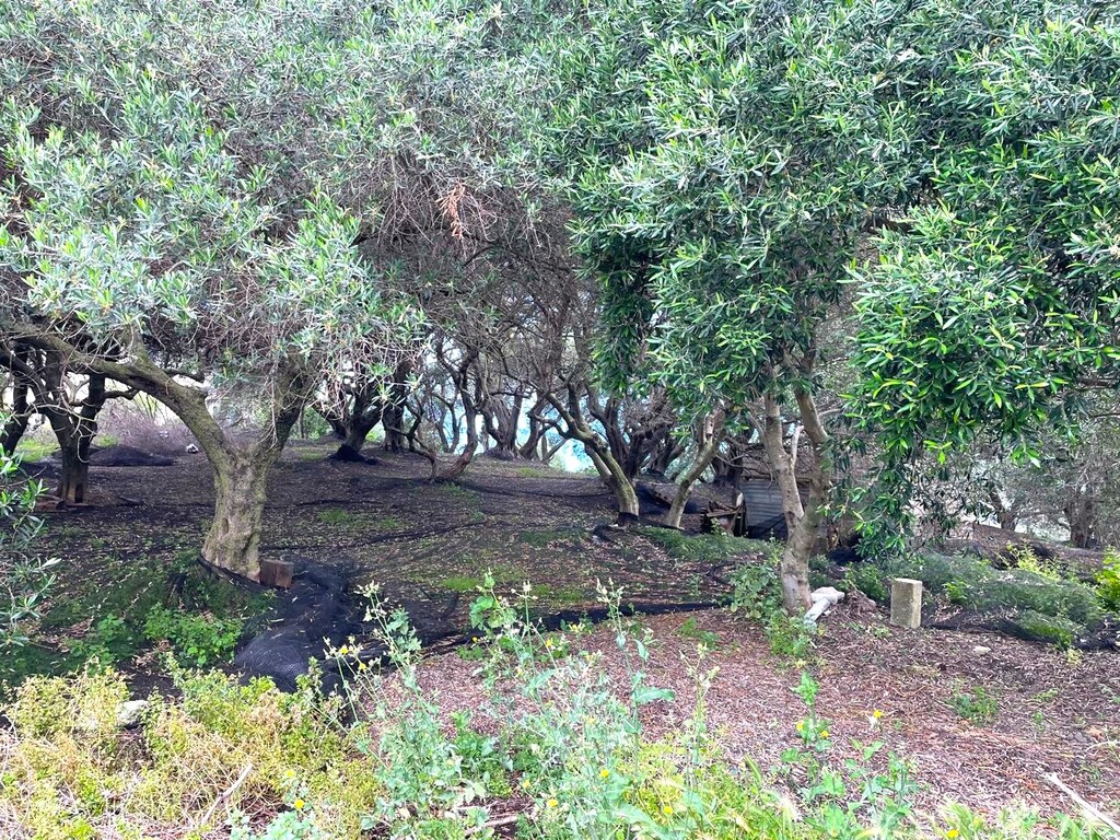 Land in Corfu, Corfu Prefecture, Greece – 63229