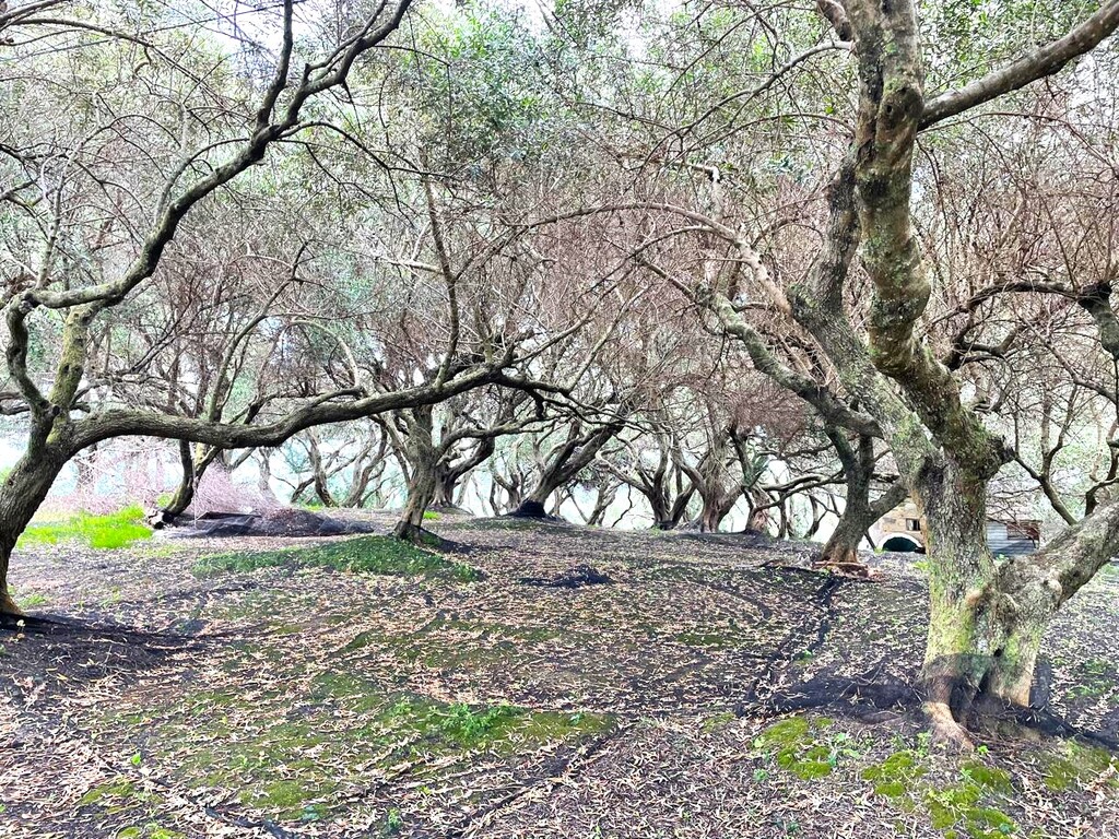 Land in Corfu, Corfu Prefecture, Greece – 63229