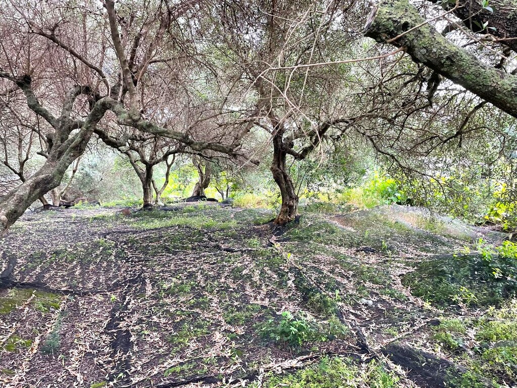 Land in Corfu, Corfu Prefecture, Greece – 63229