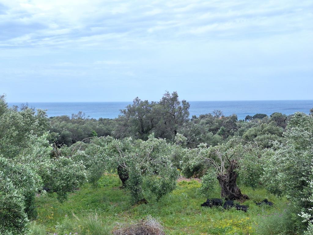 Land in Corfu, Corfu Prefecture, Greece – 62957