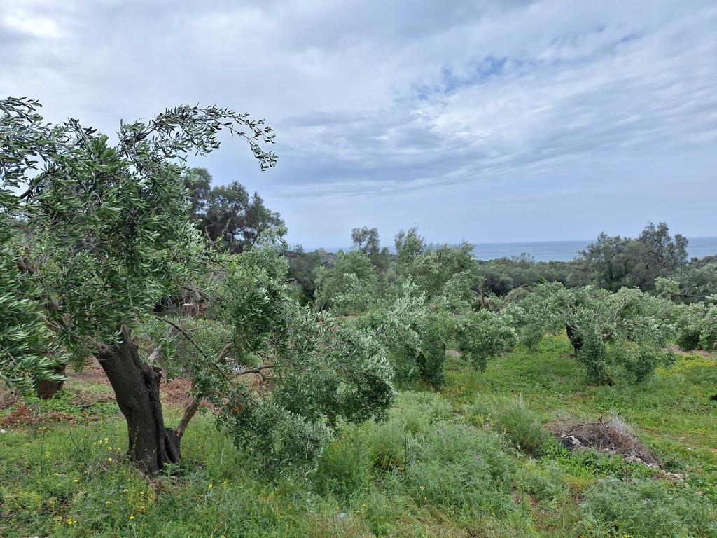 Land in Corfu, Corfu Prefecture, Greece – 62957