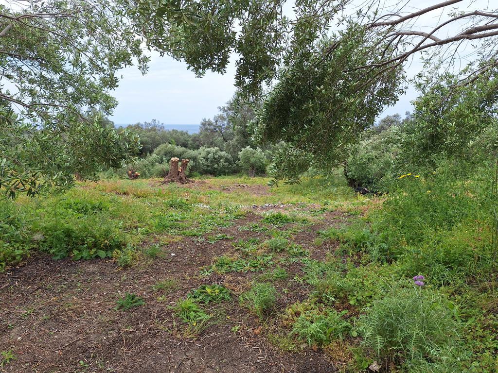 Land in Corfu, Corfu Prefecture, Greece – 62957