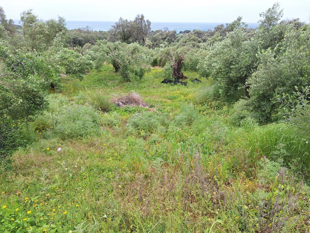 Land in Corfu, Corfu Prefecture, Greece – 62957