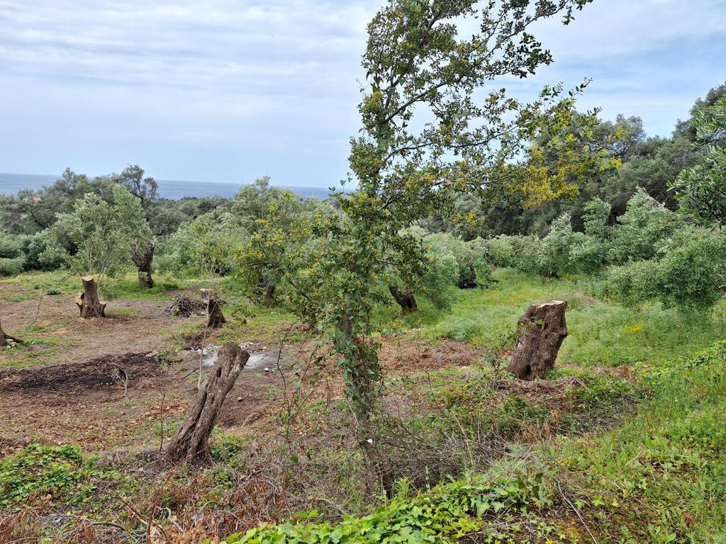 Land in Corfu, Corfu Prefecture, Greece – 62957