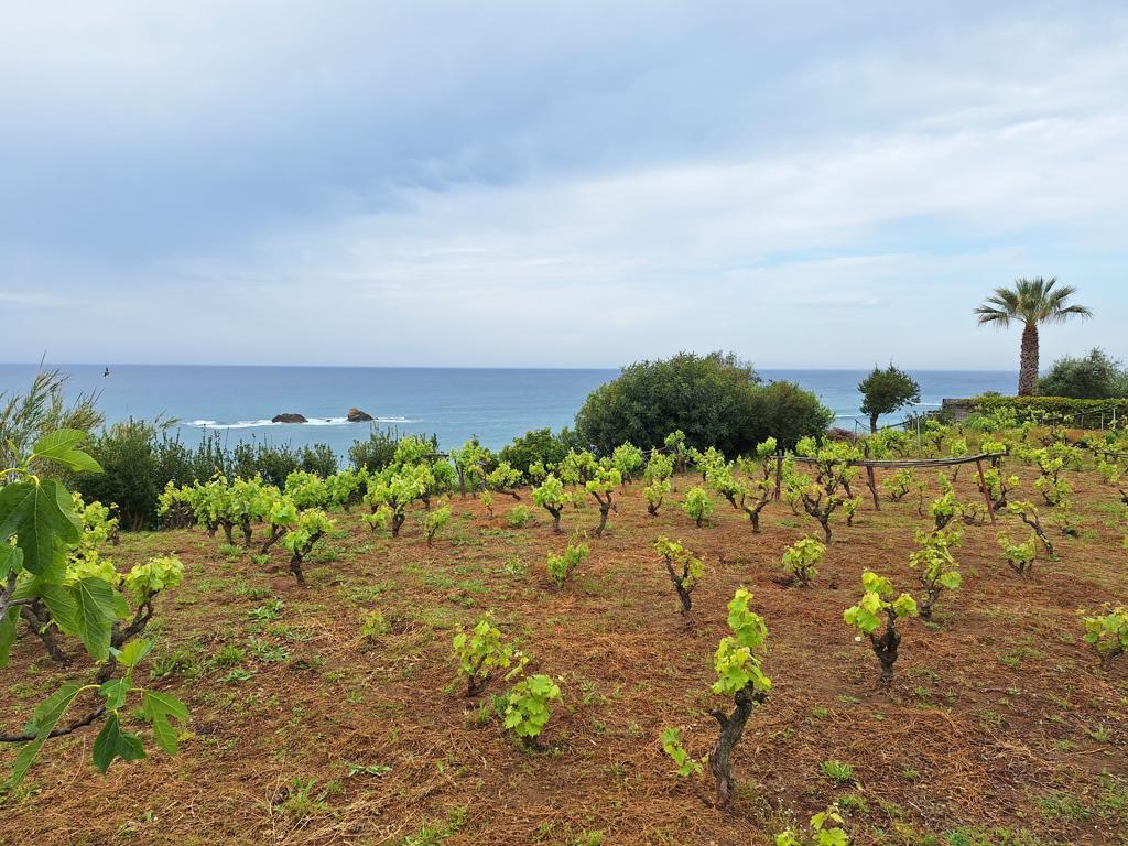Land in Corfu, Corfu Prefecture, Greece – 62951