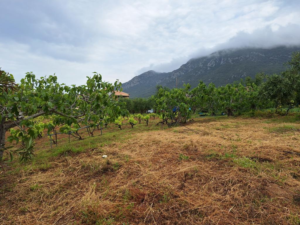 Land in Corfu, Corfu Prefecture, Greece – 62951