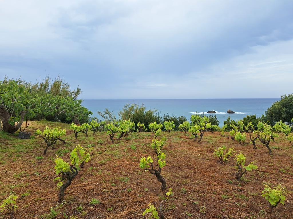 Land in Corfu, Corfu Prefecture, Greece – 62951
