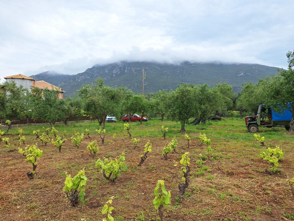 Land in Corfu, Corfu Prefecture, Greece – 62951
