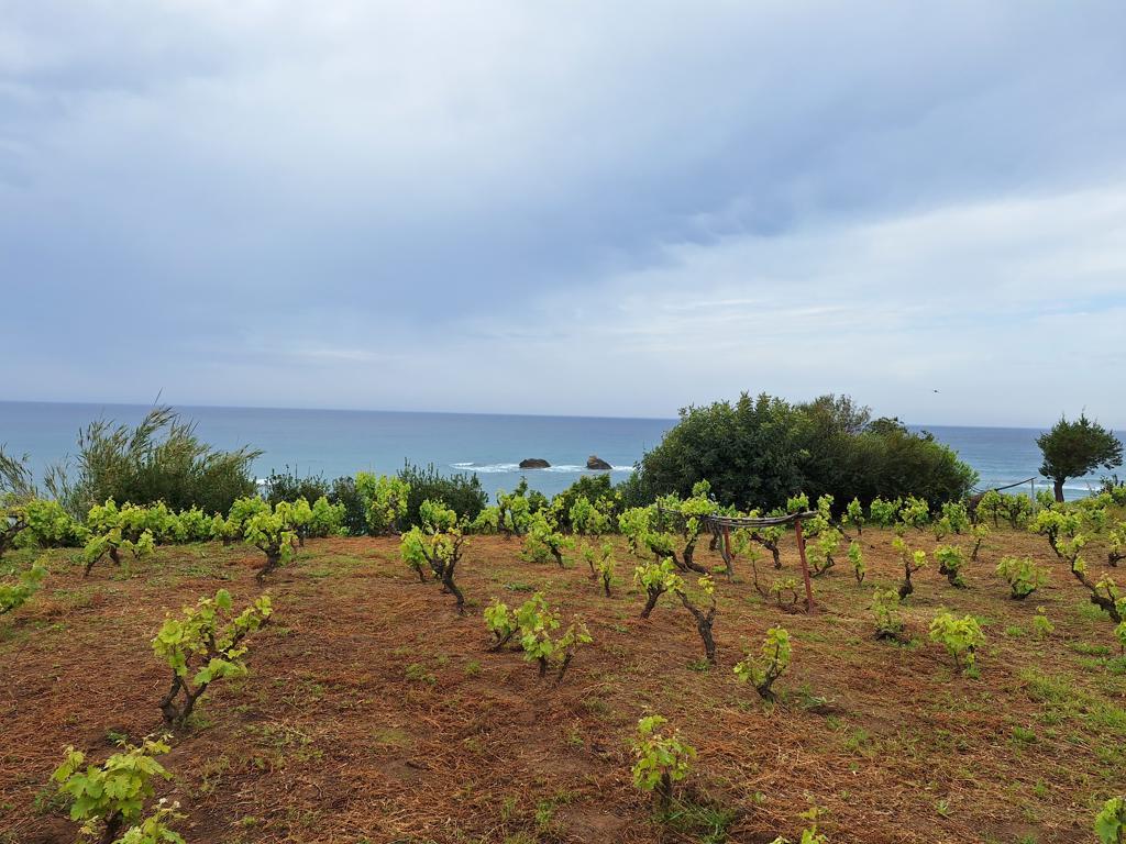 Land in Corfu, Corfu Prefecture, Greece – 62951