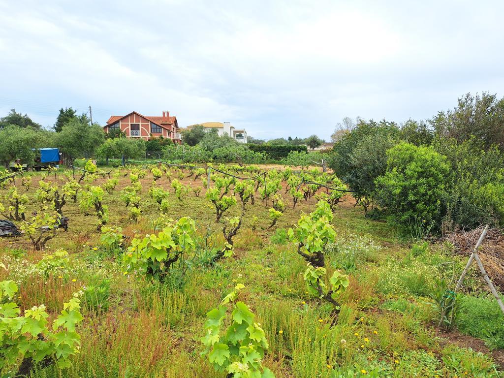 Land in Corfu, Corfu Prefecture, Greece – 62951