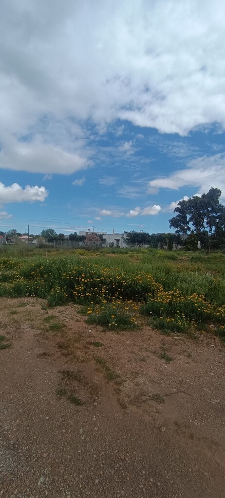 Land in Anavissos, Rest Of Attica, Greece – 62906