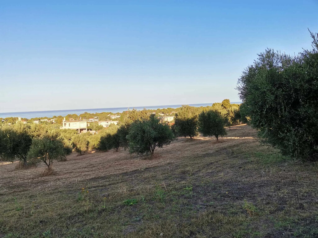 Land in Zacharo, Ilia, Greece – 62876