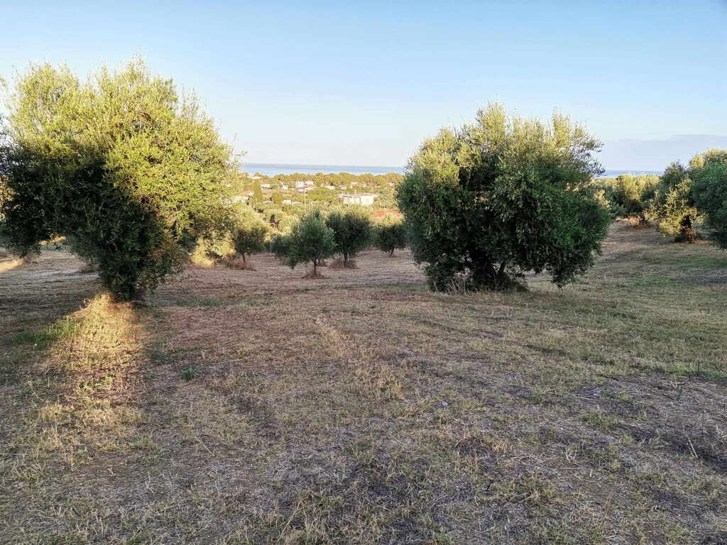 Land in Zacharo, Ilia, Greece – 62876