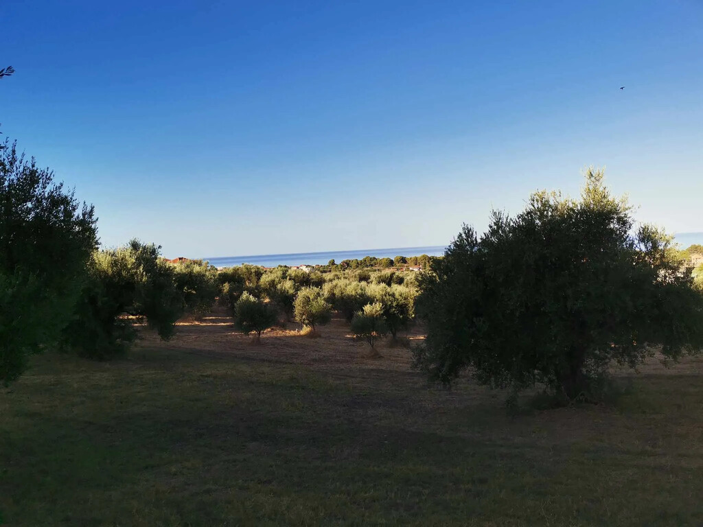 Land in Zacharo, Ilia, Greece – 62876