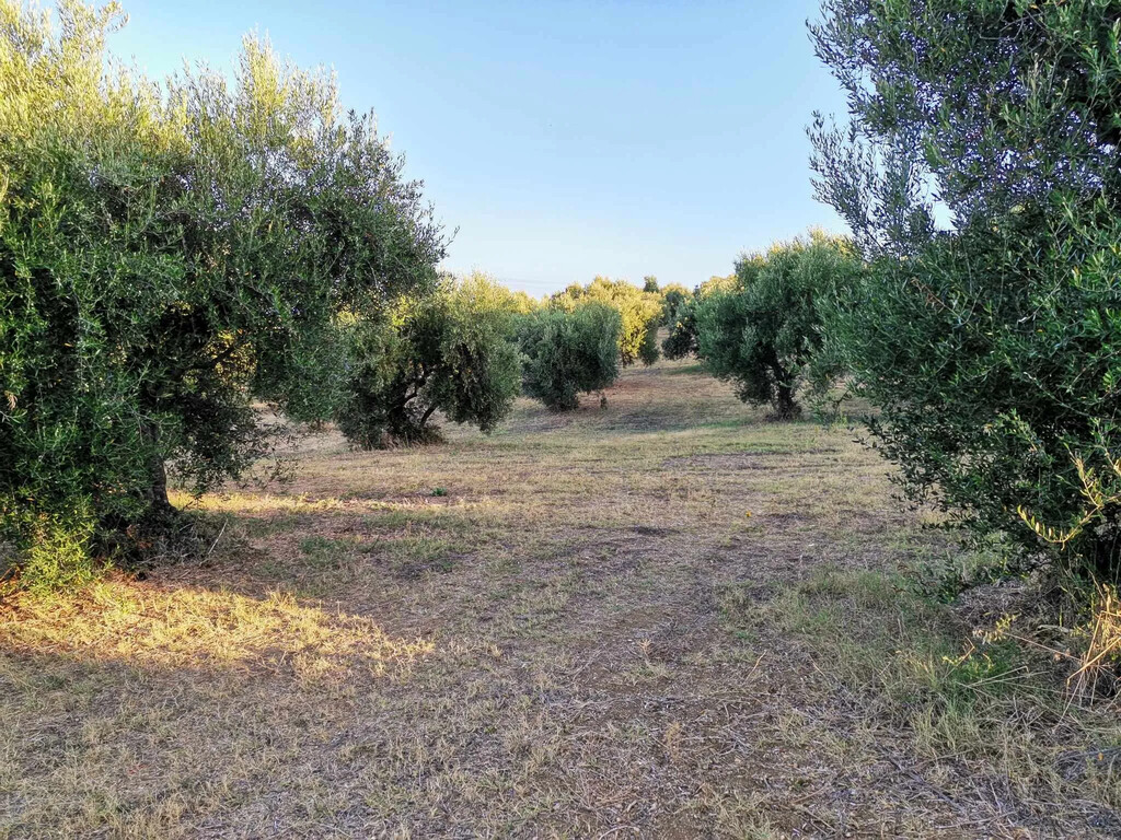 Land in Zacharo, Ilia, Greece – 62876