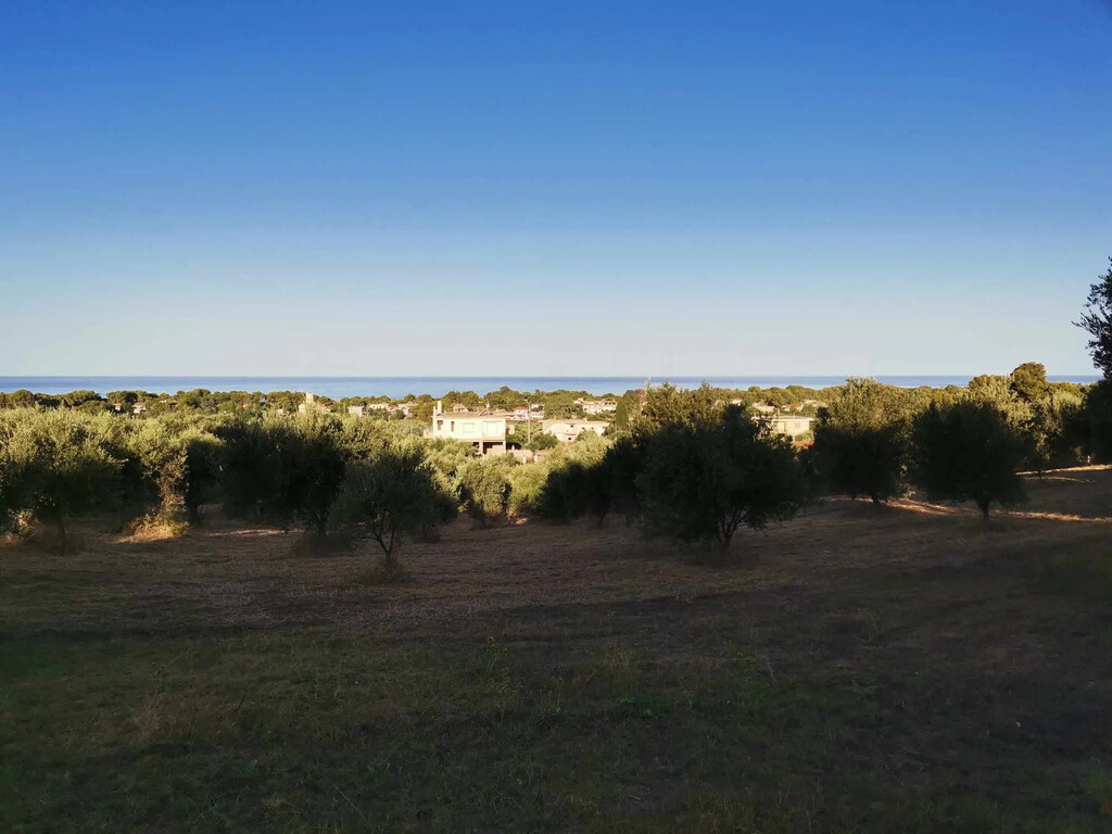 Land in Zacharo, Ilia, Greece – 62876