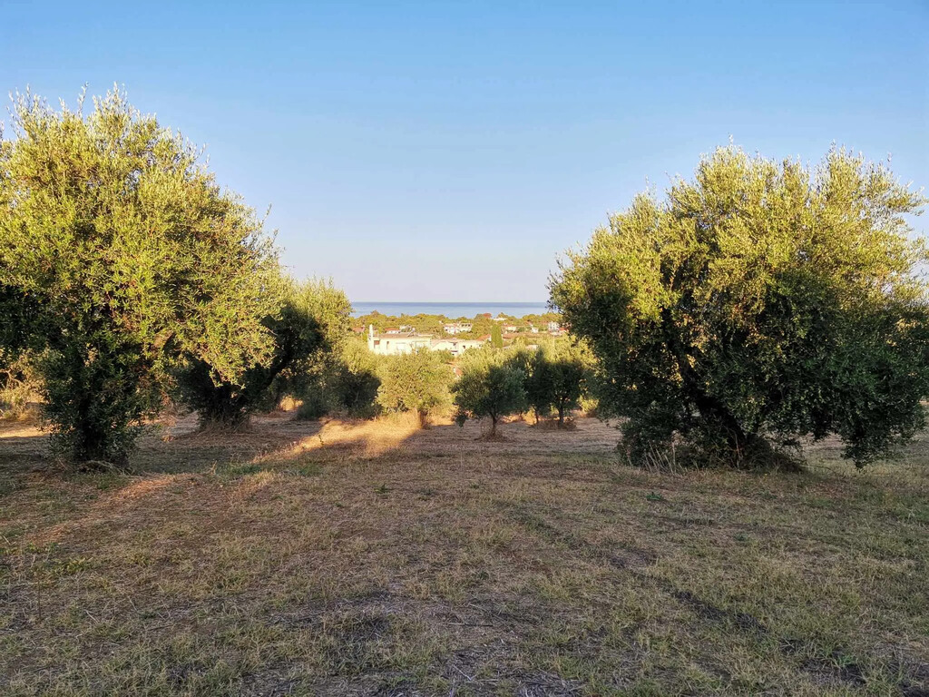 Land in Zacharo, Ilia, Greece – 62876