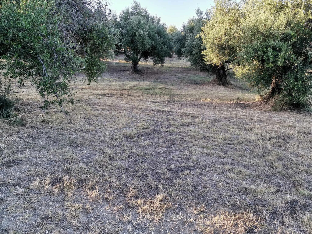 Land in Zacharo, Ilia, Greece – 62876