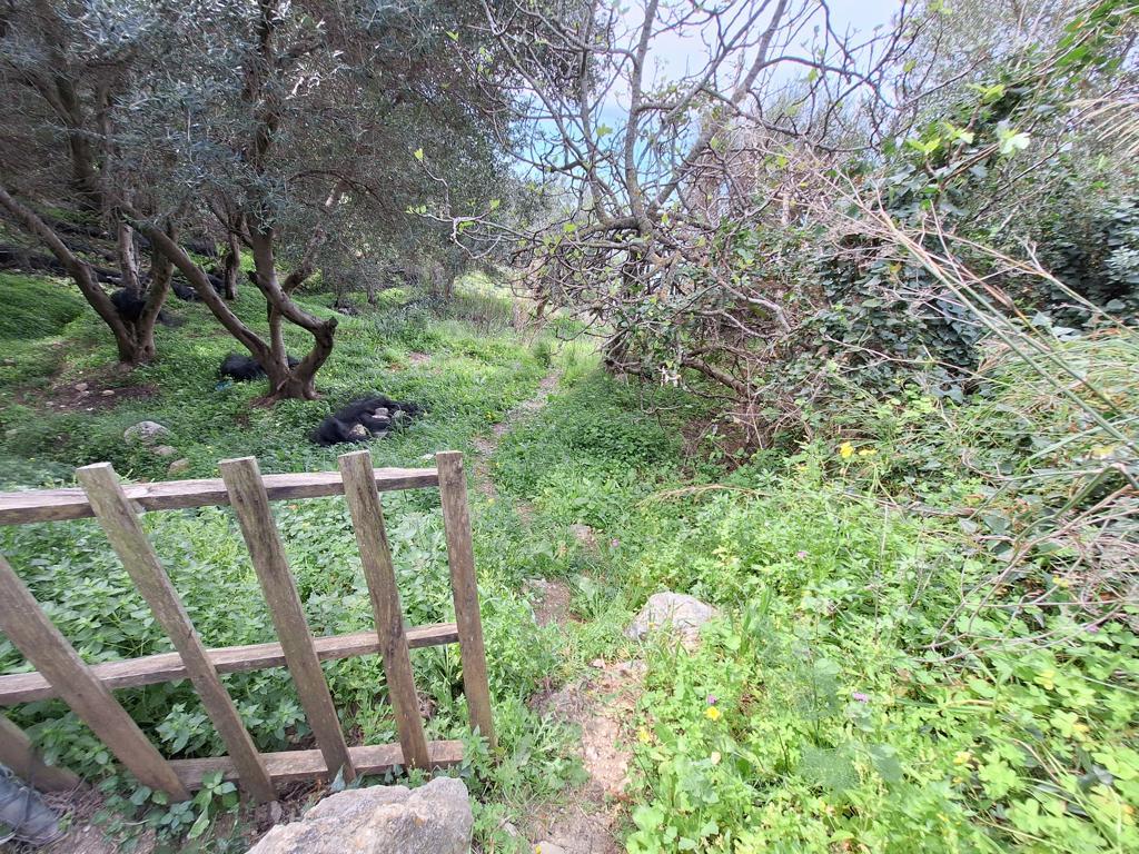 Land in Corfu, Corfu Prefecture, Greece – 62633