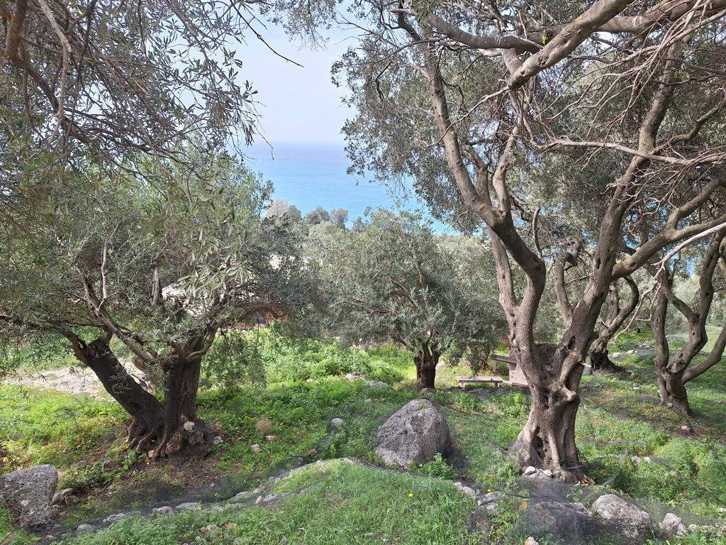 Land in Corfu, Corfu Prefecture, Greece – 62632