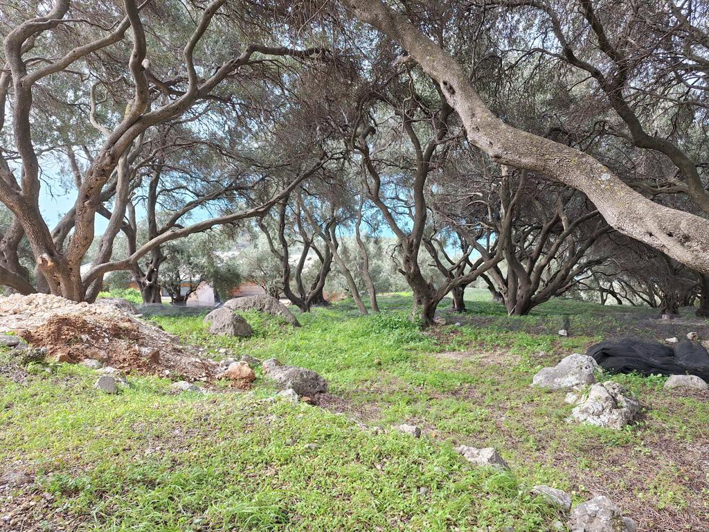 Land in Corfu, Corfu Prefecture, Greece – 62632