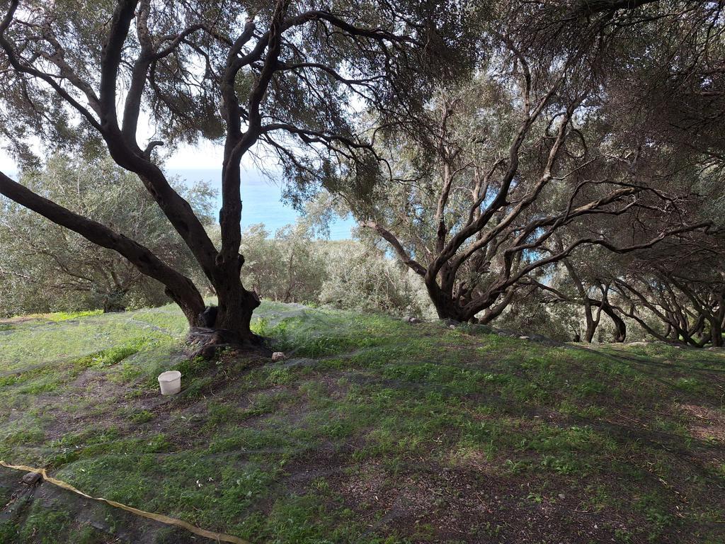Land in Corfu, Corfu Prefecture, Greece – 62632