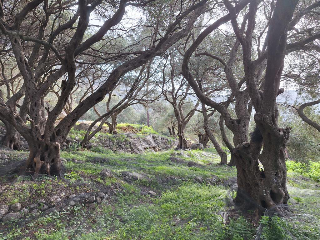 Land in Corfu, Corfu Prefecture, Greece – 62632