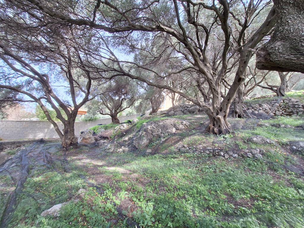 Land in Corfu, Corfu Prefecture, Greece – 62632